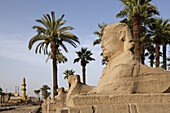 Sphingenallee vor Luxor-Tempel, Luxor, Ägypten