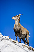 Gämse am Montasch, Julische Alpen, Friaul-Julisch Venetien, Italien