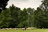 Flock of Sheep, garden, Ilmpark, Weimar, Thuringia, Germany, Europe