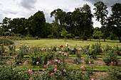 Europa-Rosarium in Sangerhausen, die größte Rosensammlung der Welt, Sachsen-Anhalt, Deutschland, Europa