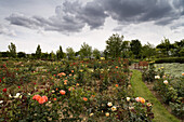 Europa-Rosarium in Sangerhausen, die größte Rosensammlung der Welt, Sachsen-Anhalt, Deutschland, Europa