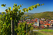 Blick über einen Weinberg auf Randersacker, Franken, Bayern, Deutschland