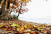 Autumn foliage at lakeshore, lake Mondsee, Salzkammergut, Salzburg, Austria