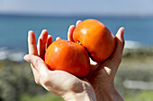 Khaki fruit held in hands of a woman, Kenting National Park, Sail Rock, Kending, Kenting, Republic of China, Taiwan, Asia