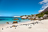 Pinguine, Boulders Beach, Kapstadt, Western Cape, Südafrika, Afrika