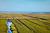 Salzwiesen, Westerhever, Schleswig-Holstein, Deutschland