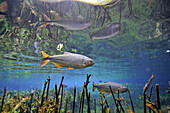 Characins or piraputangas,  Brycon hilarii,  swim by Baia Bonita river,  Aquario Natural,  Bonito,  Mato Grosso do Sul,  Brazil