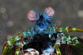 Peacock mantis shrimp (Odontodactlus scyllarus). Lembeh Strait,  Celebes Sea,  North Sulawesi,  Indonesia.