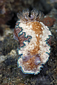 Nudibranch (Glossodoris cincta). Lembeh Strait,  Celebes Sea,  North Sulawesi,  Indonesia.