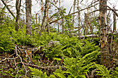 forest growth of trees,  moss and ferns in the White Mountains of New Hampshire,  along the Caps Ridge Trail to Mt  Jefferson