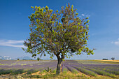 France Provence-Alpes-Côte d´Azur,  Alpes-de-Haute-Provence Valensole Lavendar Fields