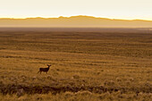 USA,  Colarado,  Great Sand Dunes National Park and Reserve,  Mule Deer Odocoileus hemionus