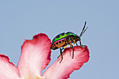 Beetle, Coleoptera, Color, Colorful, Colour, Design, Green, India, Insect, J40-876302, agefotostock 