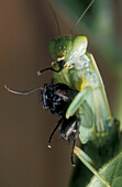 Praying mantis eating prey