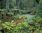 Rainforest Ship Creek West Coast New Zealand