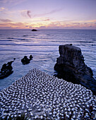 Australasian gannet colony at sunset in summer Muriwai West Auckland New Zealand