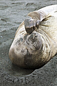 Elephant seal juvenille scratching,  Sandy Bay,  Macquarie Island,  World Heritage Site