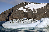 Adelie penguins ride small iceberg off Cape Adare,  North Victoria Land
