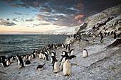 Adelie penguins at sunset, Franklin Island,  Ross Sea,  Antarctica.