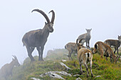 Alpine Ibex (Capra ibex),  herd in fog. Niederhorn,  Switzerland.