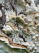 Foam fungi. Sierra Madre og México.