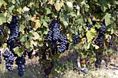 Dark blue grapes for fine redwine hanging between green and braun autumn leaves in the grapevine of a vineyard in the hills of Gabiano,  Piemont,  Italy,  Europe
