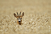 Roe buck in a grain field,  Germany