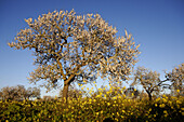 Almond trees in bloom,  Capocorb Vell,  Llucmajor. Majorca,  Balearic Islands,  Spain