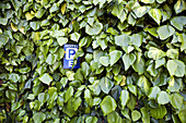 A hotel parking spot sign on a wall covered in ivy,  Bruges,  Belgium.
