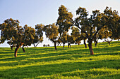 Valle de la Serena. Badajoz province,  Extremadura,  Spain