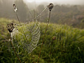 Color, Colour, Comunidad Valenciana, Country, Dew, Dewdrop, Europe, Fog, Grass, Mountain, Nature, River, Safor, Spain, Spider, Spiderweb, Valencia, Villalonga, Water, Web, L51-826306, agefotostock 