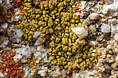 Close up of lichens on granit rock,  Alabama Hills,  Sierra Nevada,  Lone Pine,  California,  USA