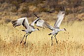 Sandhill crane,  Grus canadensis,  Kanadakranich,  two flying,  in flight,  winter quarters,  Bosque del Apache National Wildlife Refuge,  New Mexico,  USA