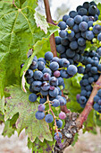 Black grapes Vitis vinifera  Capçanes  Priorat  Tarragona Province  Catalonia  Spain