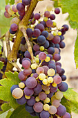 Red grapes Vitis vinifera  Capçanes  Priorat  Tarragona Province  Catalonia  Spain