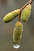 Hazel (Corylus avellana) catkins with water drops. Proaza,  Asturias,  Spain