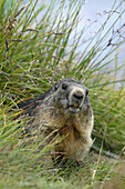 Alpine marmot,  Marmota marmota