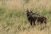 Red deer,  Cervus elaphus