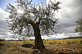Olive tree and vines in Rioja wine region,  Spain