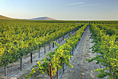 View of vineyards on Goose Ridge a premium wine growing area of the famed Columbia Valley Washington USA