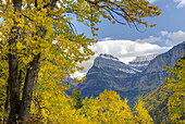 Mount Oberlin framed in the golden foliage of Cottonwood trees Seen from yhr Going To The Sun Road in Glacier National Park Montana USA