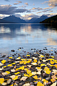 Fallen leaves dotting the shore of Lake McDonald,  Glacier National Park Montana USA