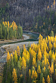 Forests of Western Larch Larix occidentalis and the North Fork Flathead River,  Flathead National Forest Montana USA