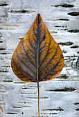 Cottonwood leaf on Paper Birch trunk,  Glacier National Park Montana USA