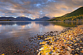 Fallen leaves line the shore of Lake McDonald as a passing storm glows in the evening light,  Glacier National Park Montana USA