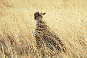 Cheetah (Acinonyx jubatus),  Serengeti National Park,  Tanzania