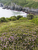 Cliffs in the North Bay,  Vizcaya,  Basque Country,  Spain