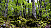 Selva de Irati en primavera. Navarra. España. Europa.