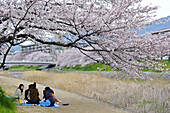 A group of young Japanese having a hanami,  a cherry blossom viewing party on the path near the Takano river in Kyoto city.