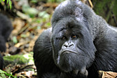 Male silverback mountain gorilla (Gorilla beringei beringei) Volcanoes National Park,  Rwanda,  Africa